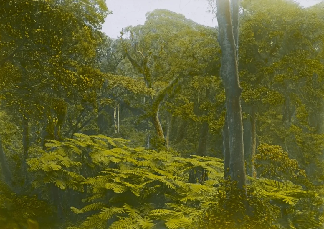 Expedition, Bioko, Baumfarne, Fotografie, handkoloriert, grün