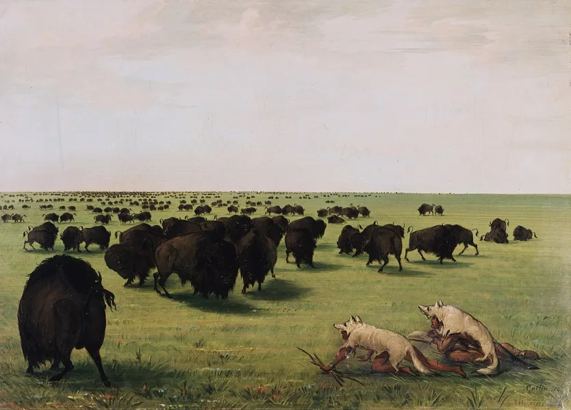 Historisches Gemälde von George Catlin, Bisonjagd in Wolfs-Verkleidung