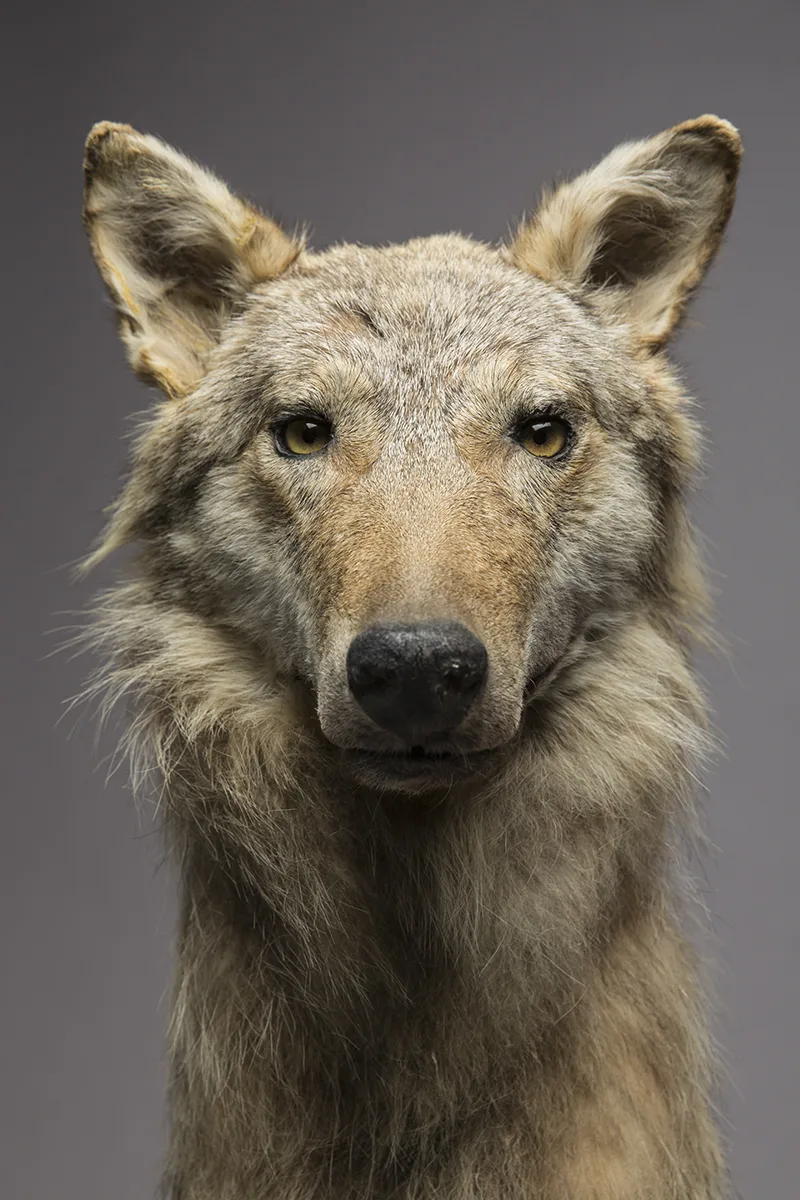 Wolfspräparat