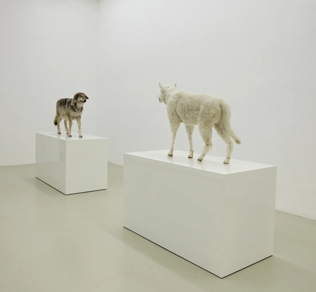 Kunstwerk Wolf im Schafspelz - Schaf im Wolfspelz. Ein Verwandlungskunststück.Timm Ulrichs, 2005/2010