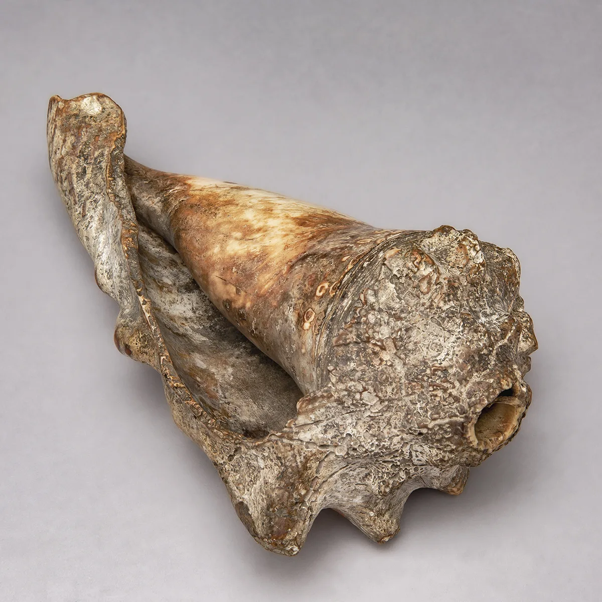 Foghorn, Hallig Gröde, Germany, before 1924, Wadden Sea, Cow horn, shell