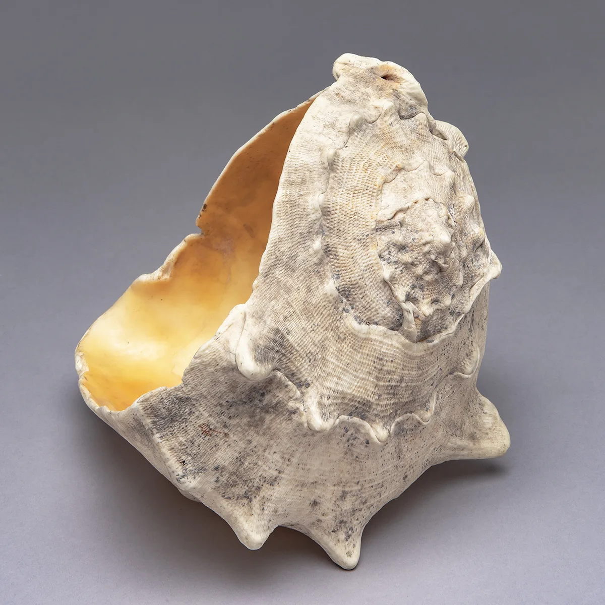 Water drinking vessel, Mili Atoll, Marshall Islands, before 1910, Pacific Ocean