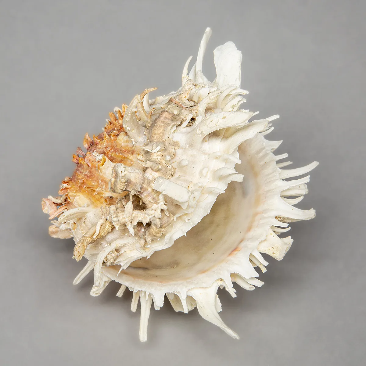 Spondylus americanus
Oceania
