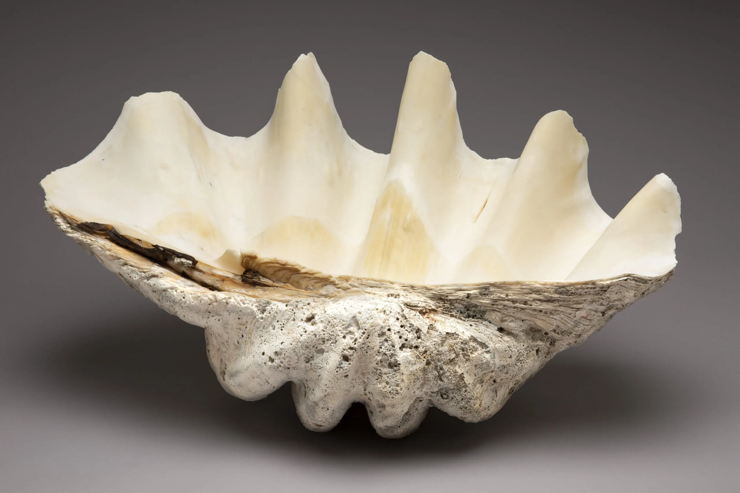 Giant clam
(Tridacna Gigas)
Place not documented
before 1980
Indo-Pacific Ocean
